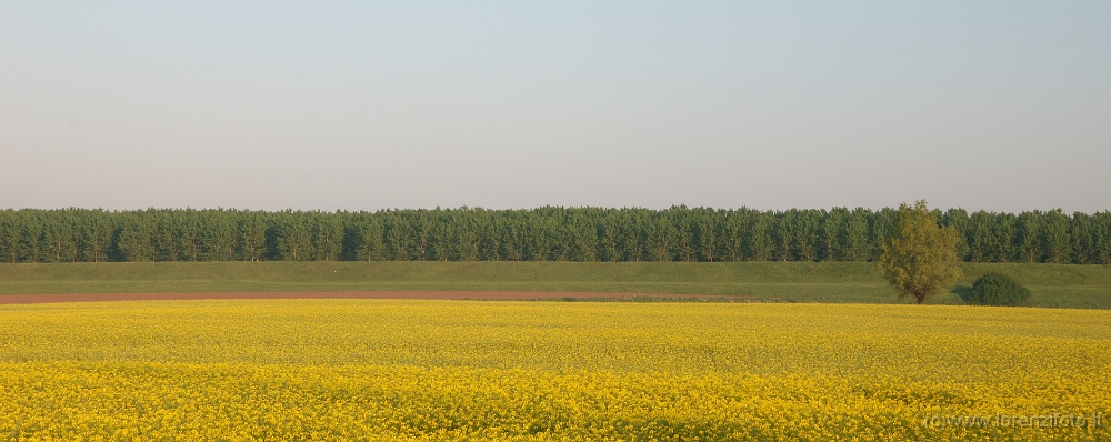Campo di  Colza Borgoforte (PD) 2.jpg